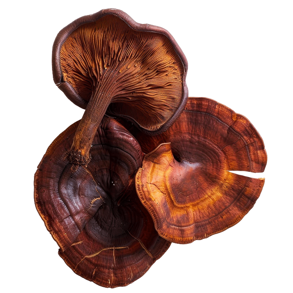 Huba Reishi